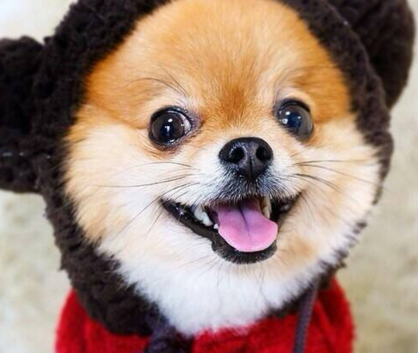 小狗的身心健康，和犬粮也是挺大关联，铲屎官们都了解吗？