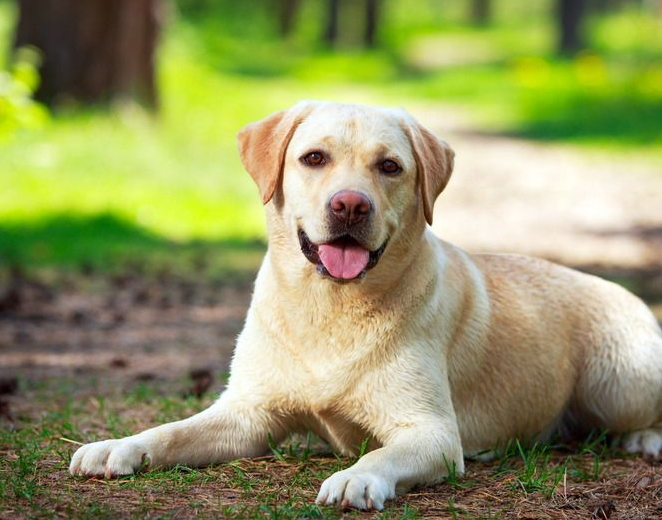 小狗的身心健康，和犬粮也是挺大关联，铲屎官们都了解吗？