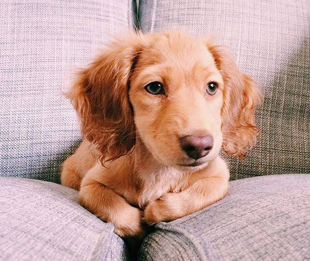 小狗的身心健康，和犬粮也是挺大关联，铲屎官们都了解吗？