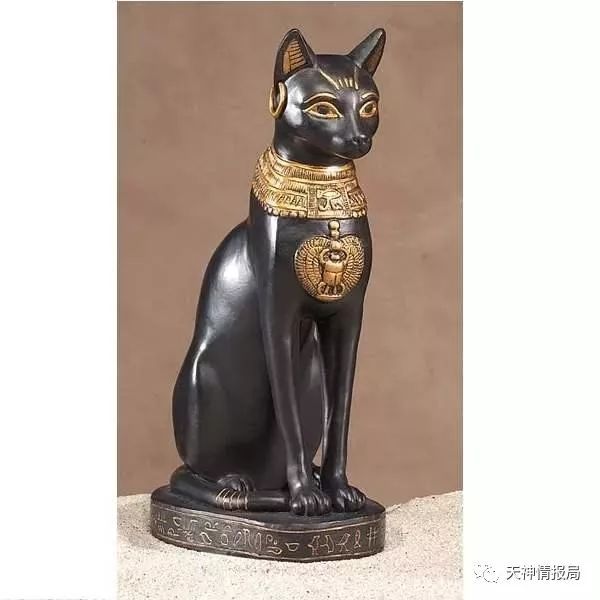 猫主子的王朝,铲屎官杀猫被处死,把猫养死要剃眉毛