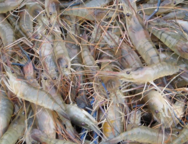 湄公河的罗氏虾个头大最大能长到1米中国人却不敢吃