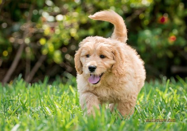 养大型犬好还是小型犬 喜欢安静的人选大狗 喜欢活泼的挑小狗