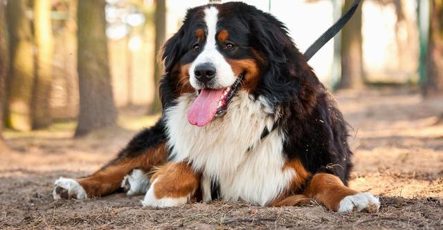 养大型犬好还是小型犬 喜欢安静的人选大狗 喜欢活泼的挑小狗