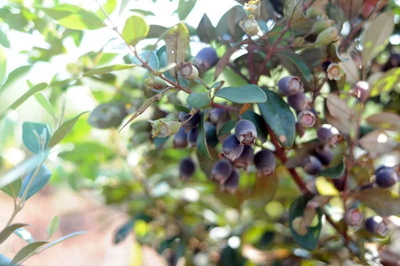 七月半一过,稔子早就"乌"了一半