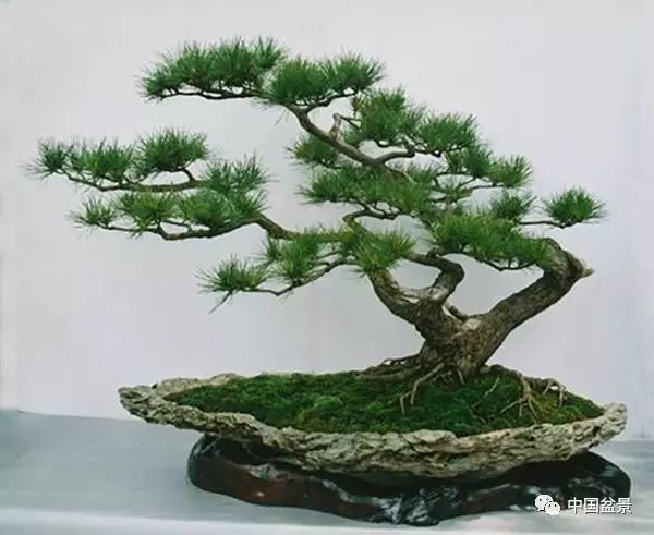 赏玩盆景,顺其自然就好!