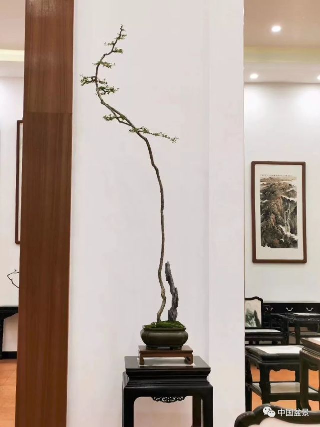 为何文人树素仁格盆景艺术受业界追捧的热度始终不减