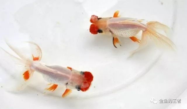 这种金鱼饲养难度较高 其中的珍品已经可遇而不可求 金鱼 文球