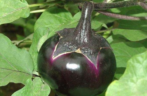 通知大家 茄子和它同吃 比化疗好95倍 一辈子不得 血栓 癌症也要绕着跑 腾讯新闻