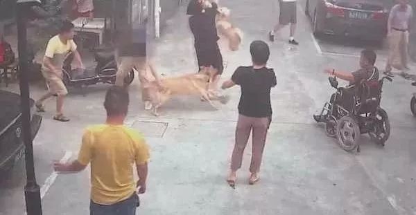 上海 一家三口出门散步却遭小型犬袭击 三人全被咬伤