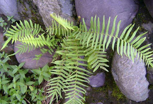 蜈蚣草是中药材