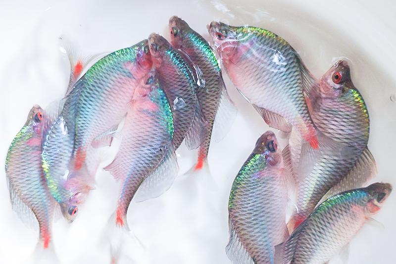 河蚌|农村的“屎光皮”鱼，以前都不要吃的，现在怎么变成香饽饽了