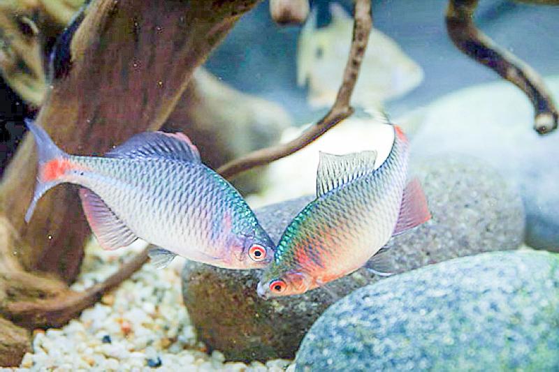 河蚌|农村的“屎光皮”鱼，以前都不要吃的，现在怎么变成香饽饽了