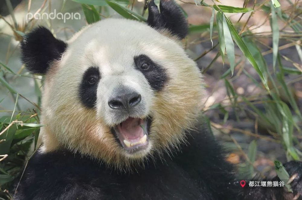 熊猫儿有啥好看的嘛!