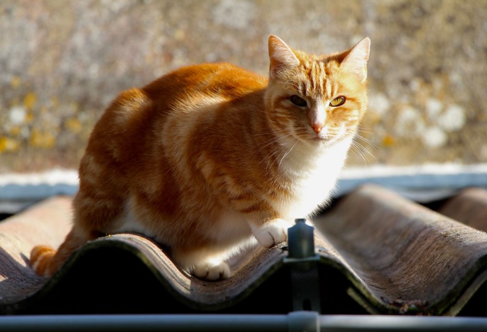 猫 喵叫 时想表达的4种心理 铲屎官要多理解 别把它晾在一边