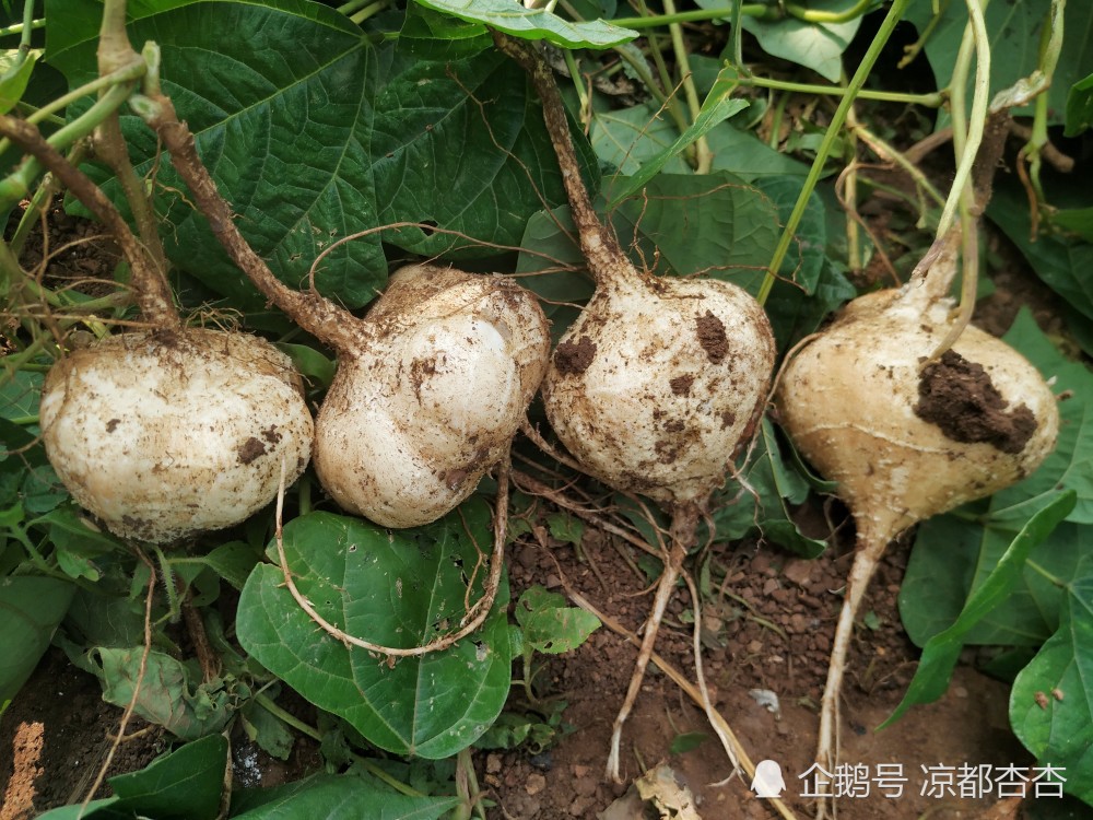 贵州水城县土特产,凉都杏杏叫地萝卜,你叫什么欢迎评论