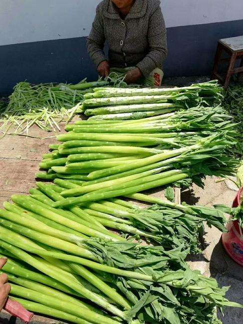 因口感响脆闻名如今远销海内外晒干更值钱常有人拿莴笋冒充
