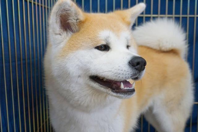 日本秋田犬有个美国兄弟 都是秋田犬 美国秋田犬却差点不被承认