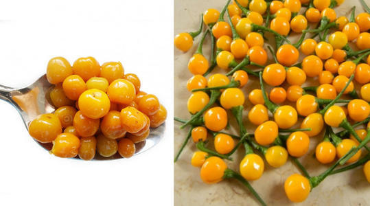 这种不起眼的黄色樱桃竟然是世界上最贵的辣辣椒
