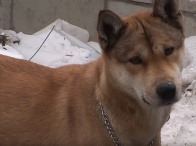 阿拉斯加 绑架 小狗 其中缘由让人心疼 可能只有母亲才能体会 胖橘 阿拉斯加 狗狗