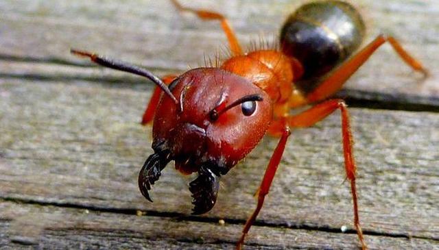 蛰人最疼的昆虫,其实是这种蚂蚁,如同被子弹击中,狗熊都受不了