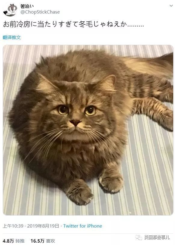 喵星人吹太多空调 忘记换毛 这不是夏天该有的胖样子吧