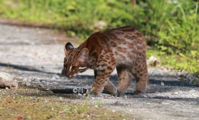 豹猫云猫金猫荒漠猫丛林猫，它们为何“升级”？_腾讯新闻