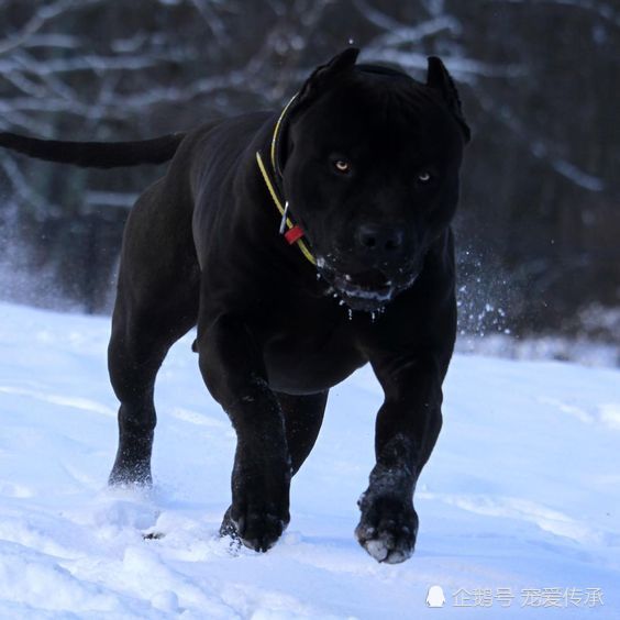 新型猛犬问世,融入黑豹基因,将取代罗威纳犬,成为顶级防暴犬