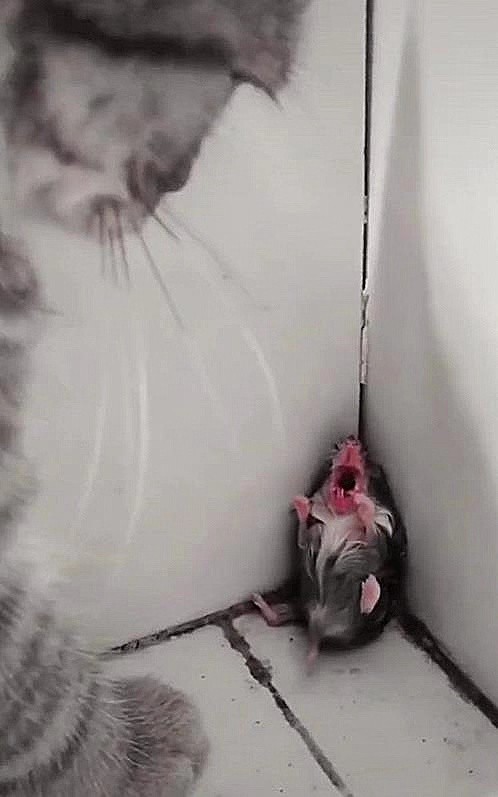 仓鼠被猫咪堵在墙角,吓得尖叫求饶,猫咪:冷静一下,交个朋友!