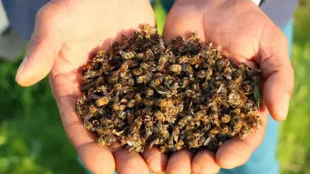 5亿只蜜蜂暴毙巴西专家蜜蜂的下场就是人类的未来