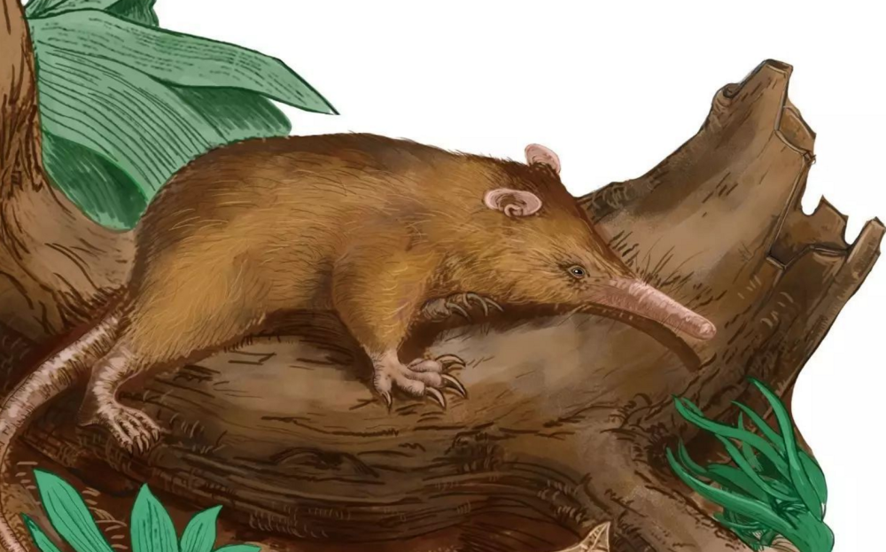 260万年前地球进入第四纪现代生物基本定型人类正式出现