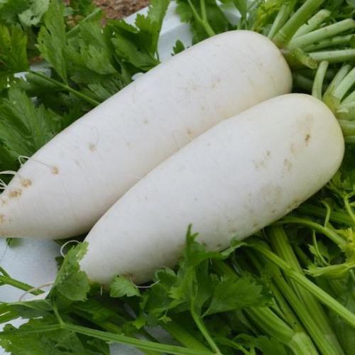 适合秋冬季栽培的萝卜品种有这些,看看你选的是哪一种?