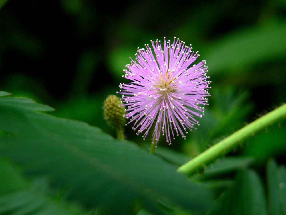 这种一碰就害羞的草,这么养就能窜出小豆荚,明年种出上百盆!