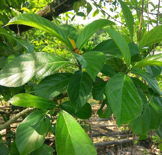 这种植物叫 牛奶树 汁液似牛奶 果实跟无花果很像 别认错了