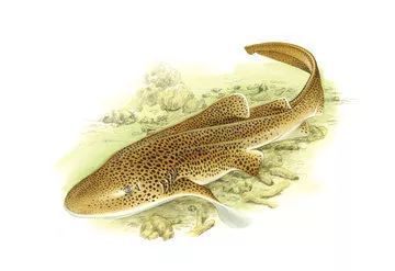 【科普】海中老虎——虎鲨