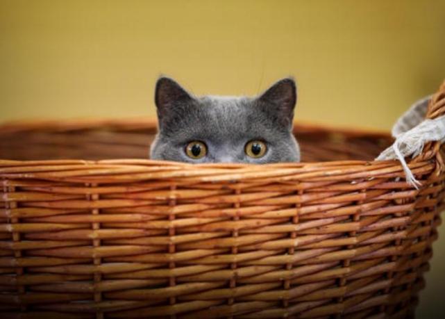 腾讯内容开放平台