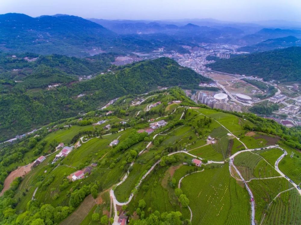 位於五峰漁洋關鎮的青崗嶺茶園不僅產名茶,其茶山風景更堪絕美.