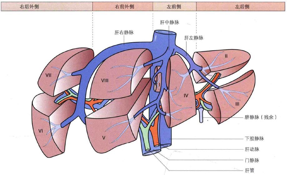 与大多数器官不同,肝脏有两套血供系统:门静脉和肝动脉