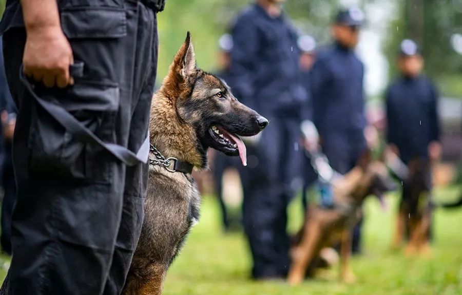 8月23日,公安部昆明警犬基地宣佈,克隆犬