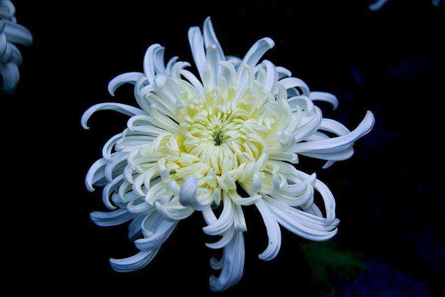 唐代诗人咏叹秋日菊花 全文无一 菊 字 却句句都是菊花品格 腾讯新闻