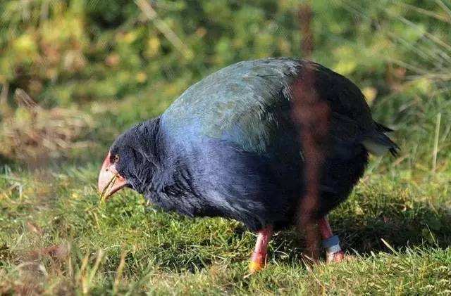 被宣布灭绝的"巨水鸡"再现,从最初的几只,发展到200多只
