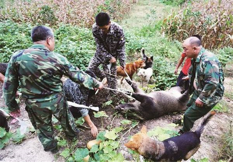 20年前是難得野味近年數量劇增卻遭很多農民痛恨