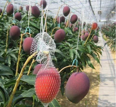 揭秘天价芒果"太阳蛋",日本是怎么种的,看后感叹万分呀