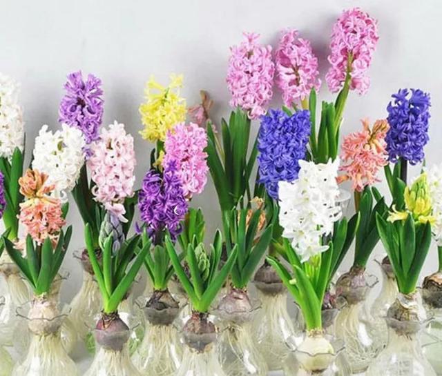 挑选风信子 洋水仙 教你 1看 2挤 3剥 买回家一周生根发芽 腾讯新闻