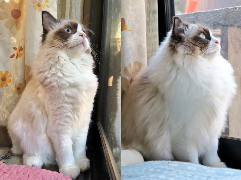 猫咪夏天毛量暴增的秘密，竟然是因为冷气开得太大