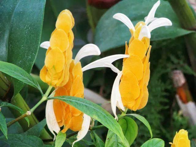 6种带"金"的花卉,有着很高的颜值,个个是开花机器