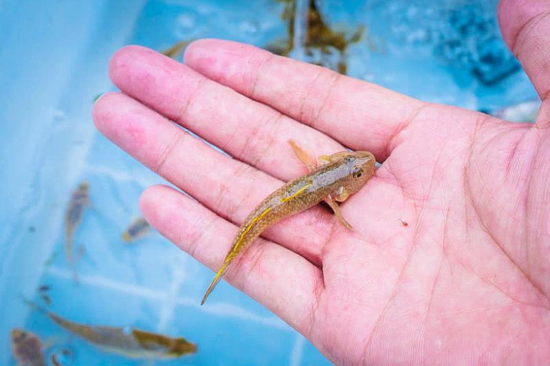 农村水域常见的小鱼趴地虎价格不菲为啥却很少见到了