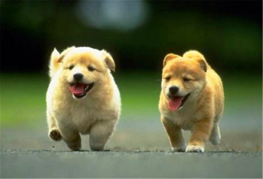 狗狗作为我们的伙伴最长能活多久