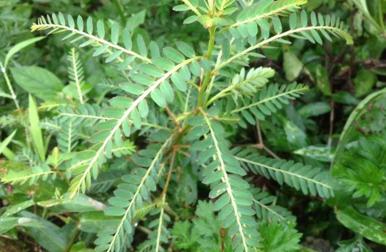 广东地区才有的野草,人称"鸡骨草"如今是治疗风湿病的好药材