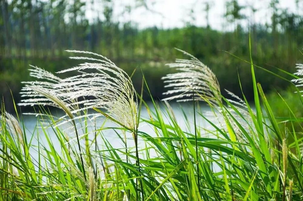 湿地秋韵!蒲苇,芒草,蒹葭……洪泽湖湿地又到一年赏草季!