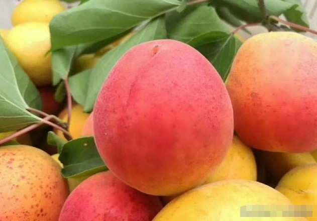 心理测试:哪一个杏桃最清润爽口?测什么东西对你来说无比珍贵!